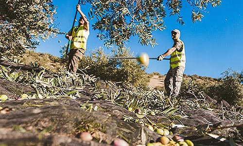 Olive Oil Experience